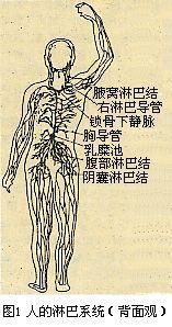 人的淋巴系统(背面)