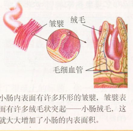 小肠绒毛