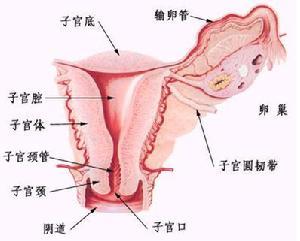 女性盆腔正中矢状切面