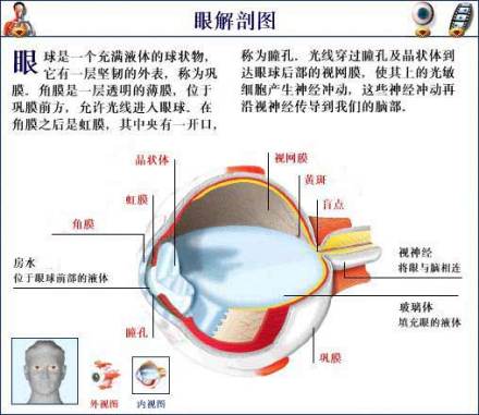 眼解剖图