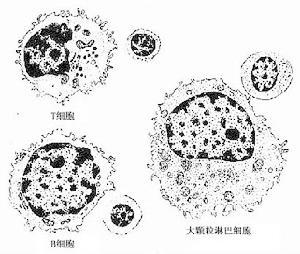 免疫细胞