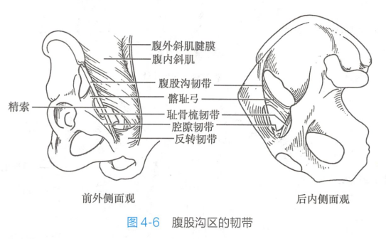 腹股沟区的韧带