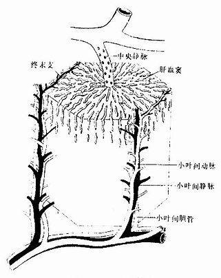 肝血窦