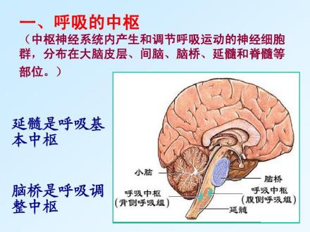 呼吸中枢