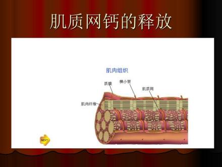 肌质网