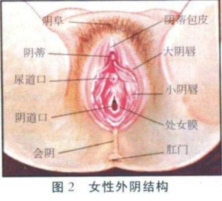 阴道及其周围器官