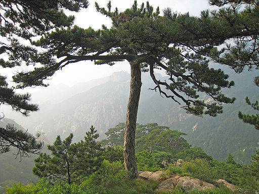 油松