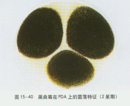 黑曲霉菌