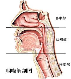 咽喉解剖图