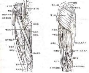 运动系统