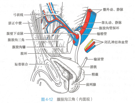 腹股沟三角（内面观）