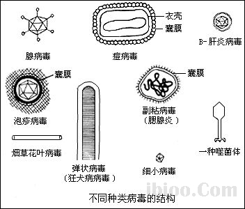 病毒结构