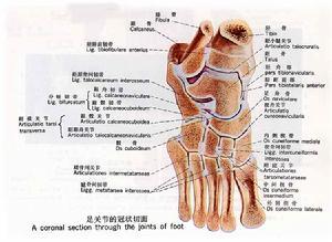 运动系统