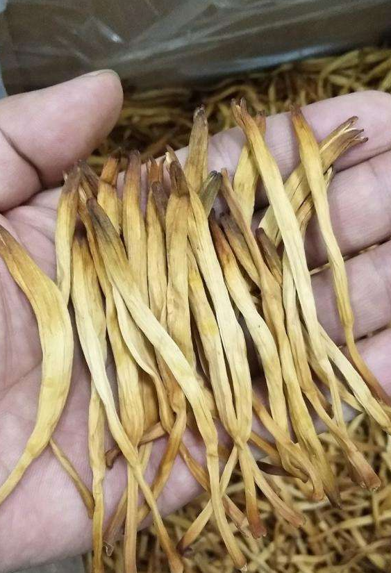 丁嘴金菜