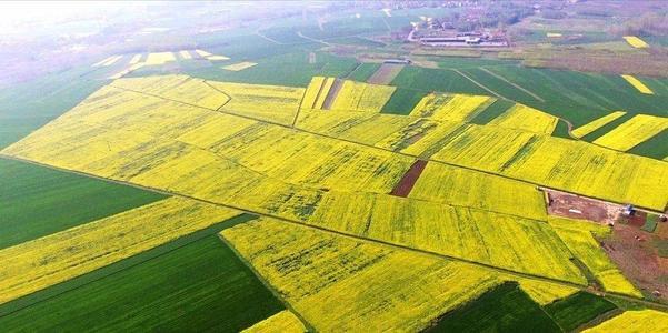 城北街道办事处魏河村油菜花基地