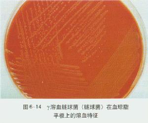 天蓝色链霉菌