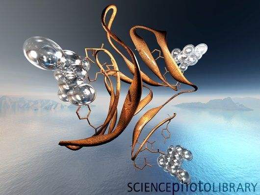 外源凝集素 外源凝集素