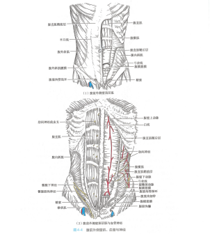 腹前外侧壁肌、血管与神经