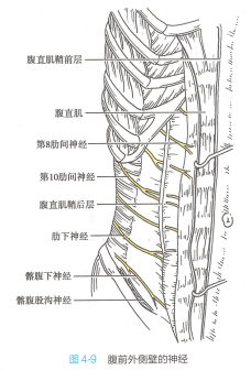 腹前外侧壁的神经