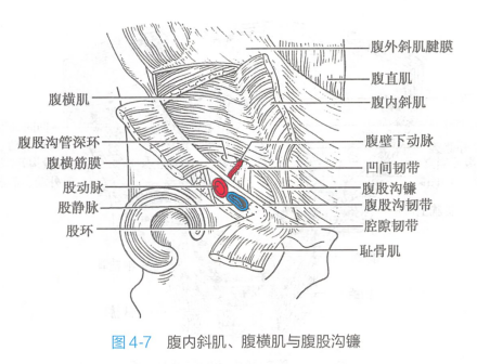 腹内斜肌、腹横肌与腹股沟镰