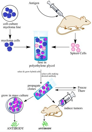 单克隆抗体制备流程