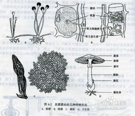 真菌菌丝的几种形态