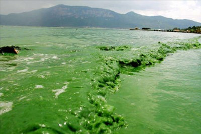 蓝细菌无锡太湖区