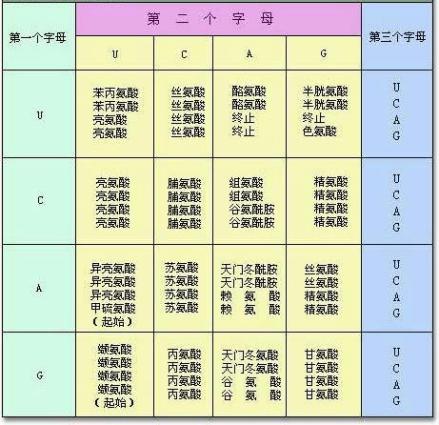20种氨基酸的密码子表