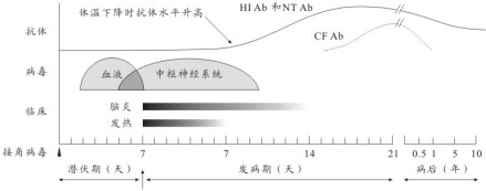 乙脑的临床症状与病毒相应抗体的关系
