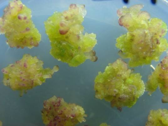 植物组织培养 植物组织培养