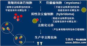 单克隆抗体制备流程