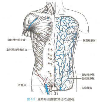 腹前外侧壁的皮神经和浅静脉