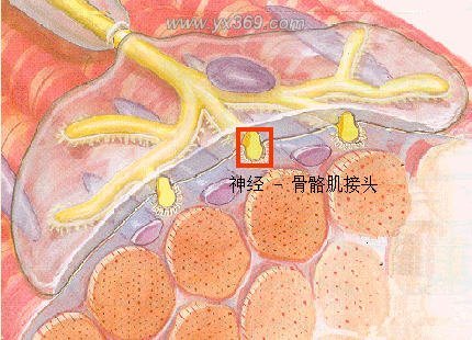 神经-骨骼肌接头