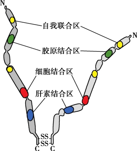 纤连蛋白二聚体结构
