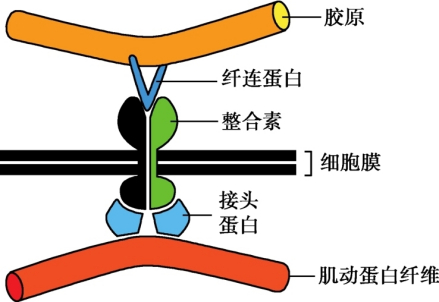 纤连蛋白介导细胞与细胞外基质黏附