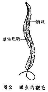 鞭毛运动