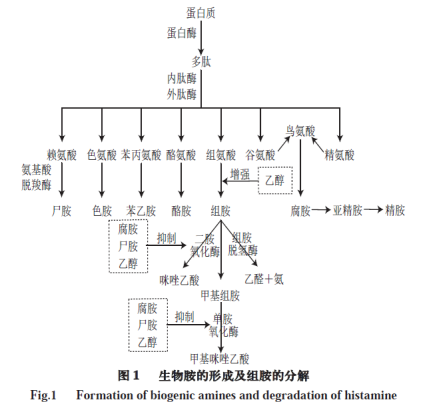 生物胺的形成及组胺的分解