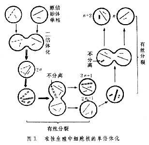 真菌 准性生殖