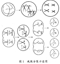减数分裂示意图