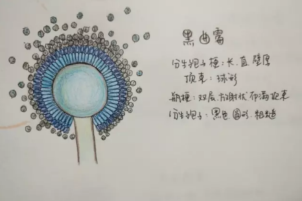 黑曲霉菌