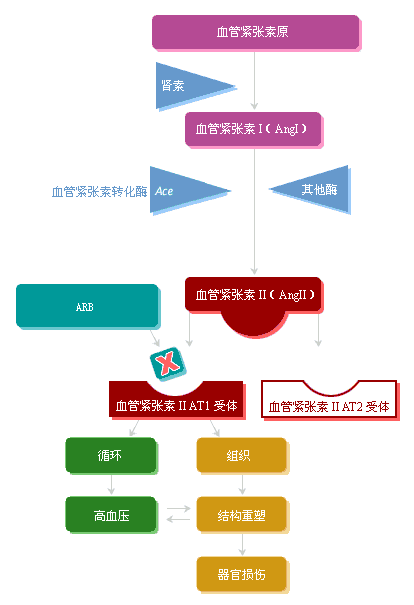 血管紧张素工作原理