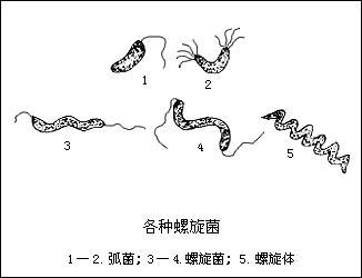 螺旋菌
