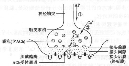 神经肌肉接头的结构与化学传递过程示意图
