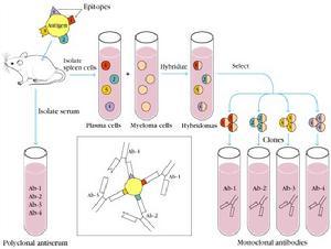 单克隆抗体制备流程
