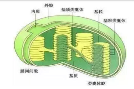 亚麻酸