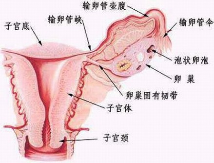 剖视图有助于理解正文