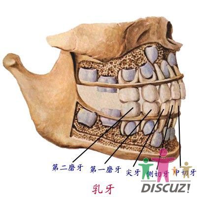 口腔