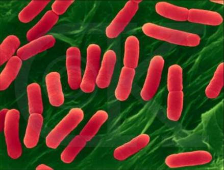 图1 产气肠杆菌