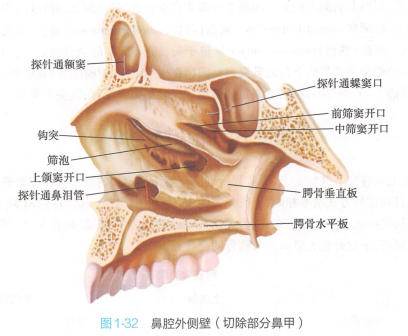 鼻腔外侧壁（切除部分鼻甲）