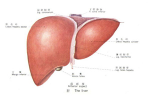 肝脏示意图